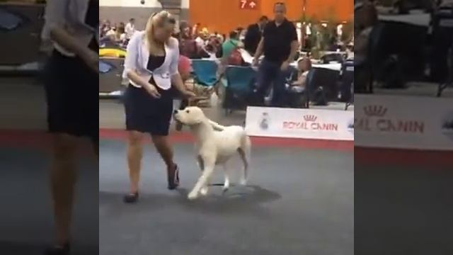 Euro Dog Show 2016 - dogo argentino ring