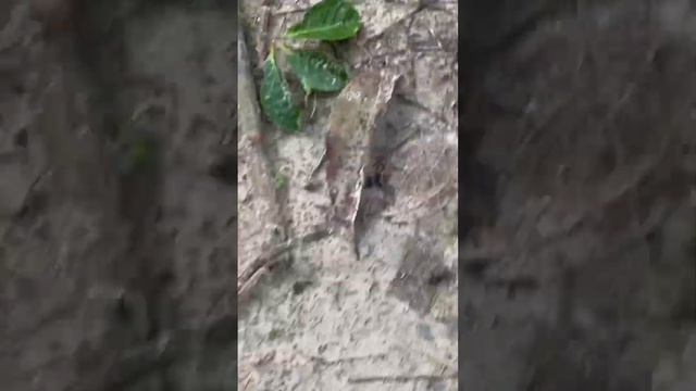 Đàn carebara diversa dài siêu khủng trong tự nhiên #shortvideo #ant #short  #nature  #shorts