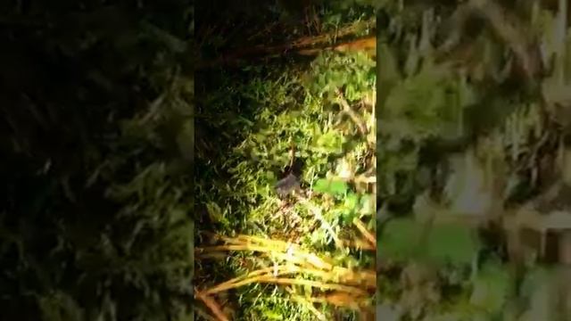 Glow Worm Adventure