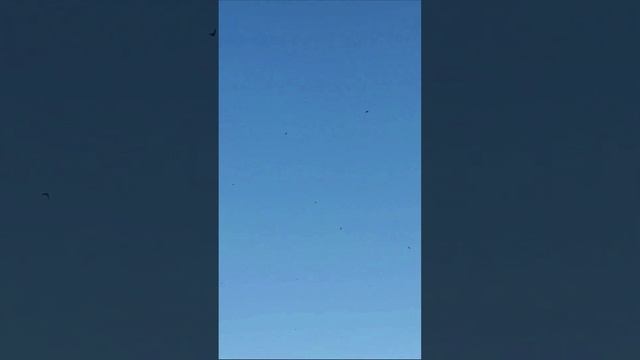 Птицы в утреннем небе.