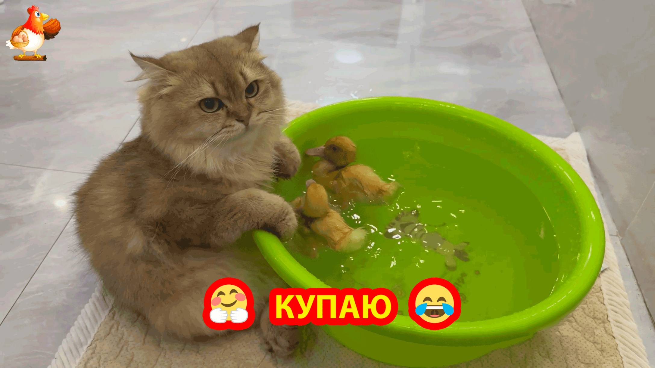 Купание Утят под присмотром самой ответственной Кошки в семье ❣️🤗😍