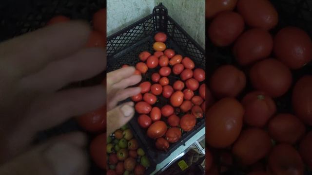 Свои помидоры до нового года, способ хранения, 24г
