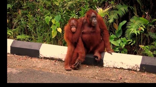 #Short  ORANGUTAN AND SOUNDS for Kids Video Compilation   Learn Animal Names of 15 languages for Ch