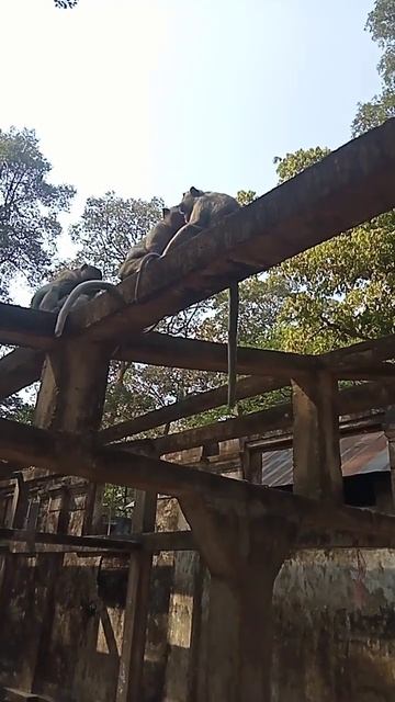 VID20240223145857 2025 monkey | monkey popular at Baryon Temple