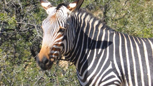 Mountain Zebra National Park Cradock South Africa