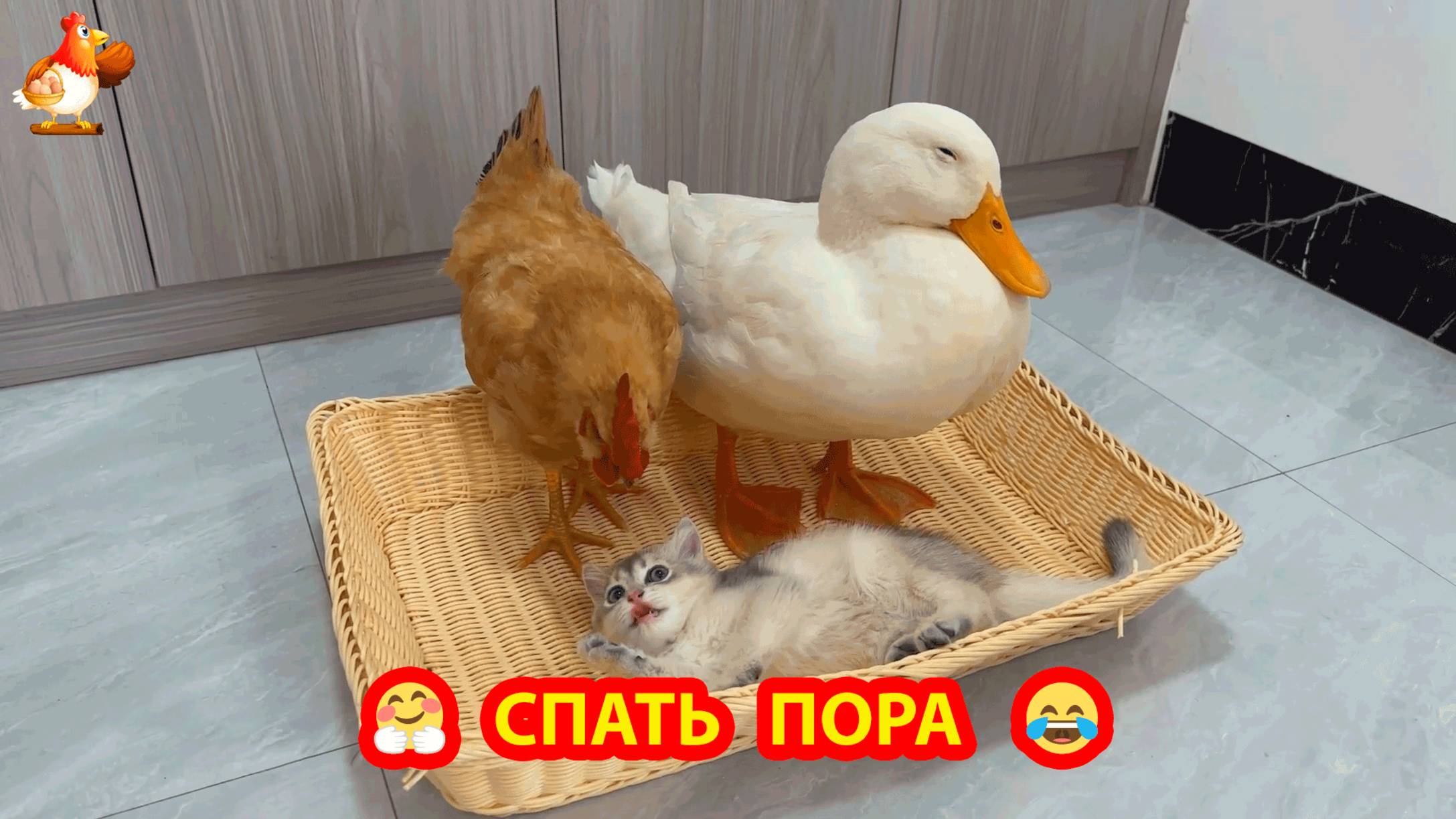 Курочка с Селезнем и Котенок дружно засыпают в корзинке ❣️🤗😂