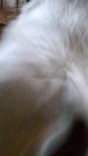 Конюшня