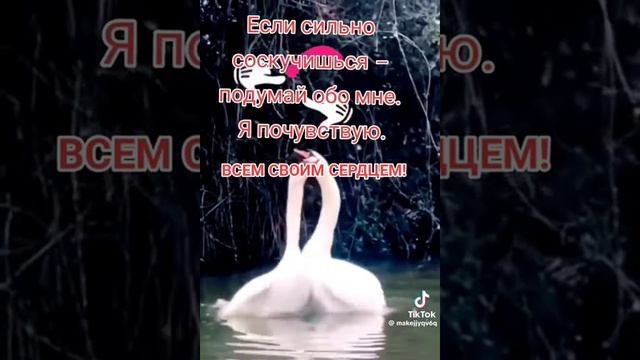 Лебеди ,только у них такая любовь 💘 💘 💘.