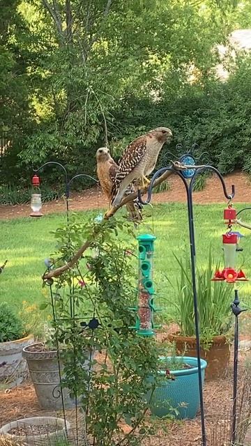 Red Shouldered Hawk:  Thelma and Titan visiting together!