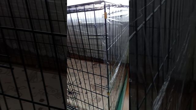 Обустройство места для собаки. Видео от 19.12.2024 г.