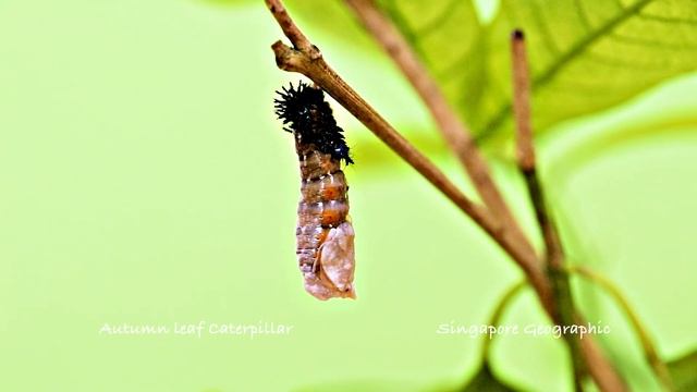 Autumn Leaf Butterfly, From Caterpillar to Pupa