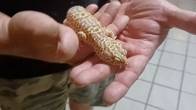 Delilah Our High yellow Lavender Leopard Gecko #leopardgecko #gecko #reptiles