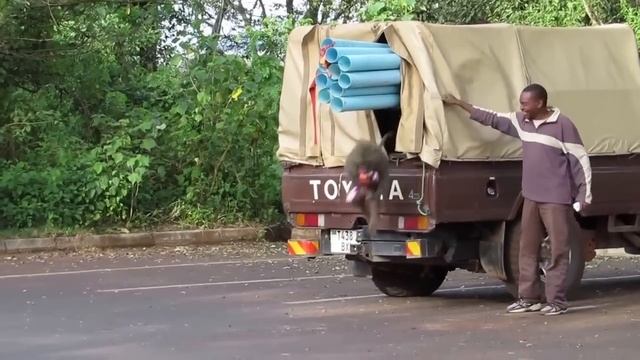 Sneaky Baboon Steals Snacks From Supply Truck (Storyful, Wild Animals)