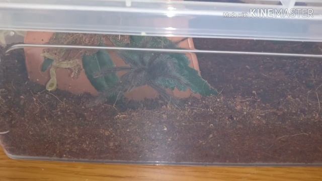 Goliath Birdeater & Six Eyed Sand Spider re-house