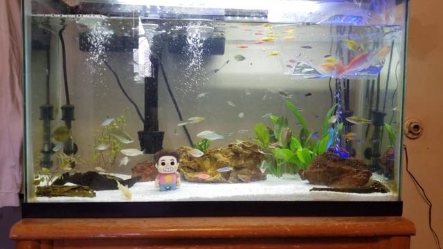 SelloutGamer- My order from Arizona Aquatic Gardens + Giant GloFish Rainbow Shark!