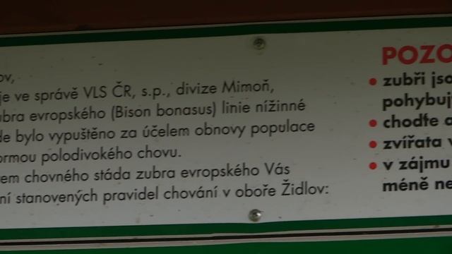 Zubr evropský - návrat krále českých lesů