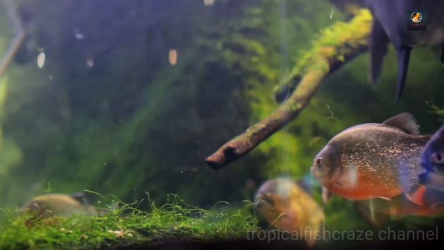 red belly piranha tank size||which tank size is best