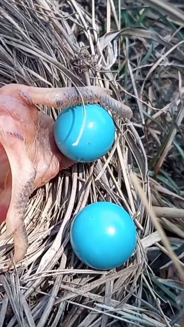 cuckoo baby threw the egg out of the nest #shortfeed #viral #trending #babies