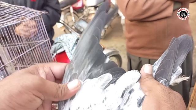 lari ada kaboter mandi | lahore birds market | لاہور لاری اڈہ کبوتر منڈی | Amjad Ali Official. (84)