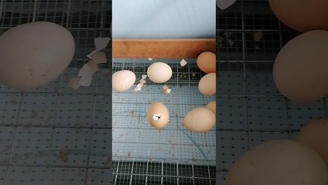 Кучинские цыплята вывод завершается