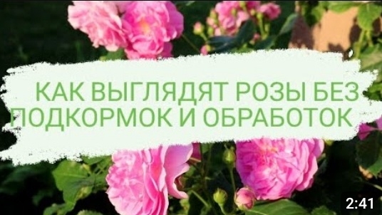 КАК ВЫГЛЯДЯТ РОЗЫ БЕЗ ПОДКОРМОК И ОБРАБОТОК🌹