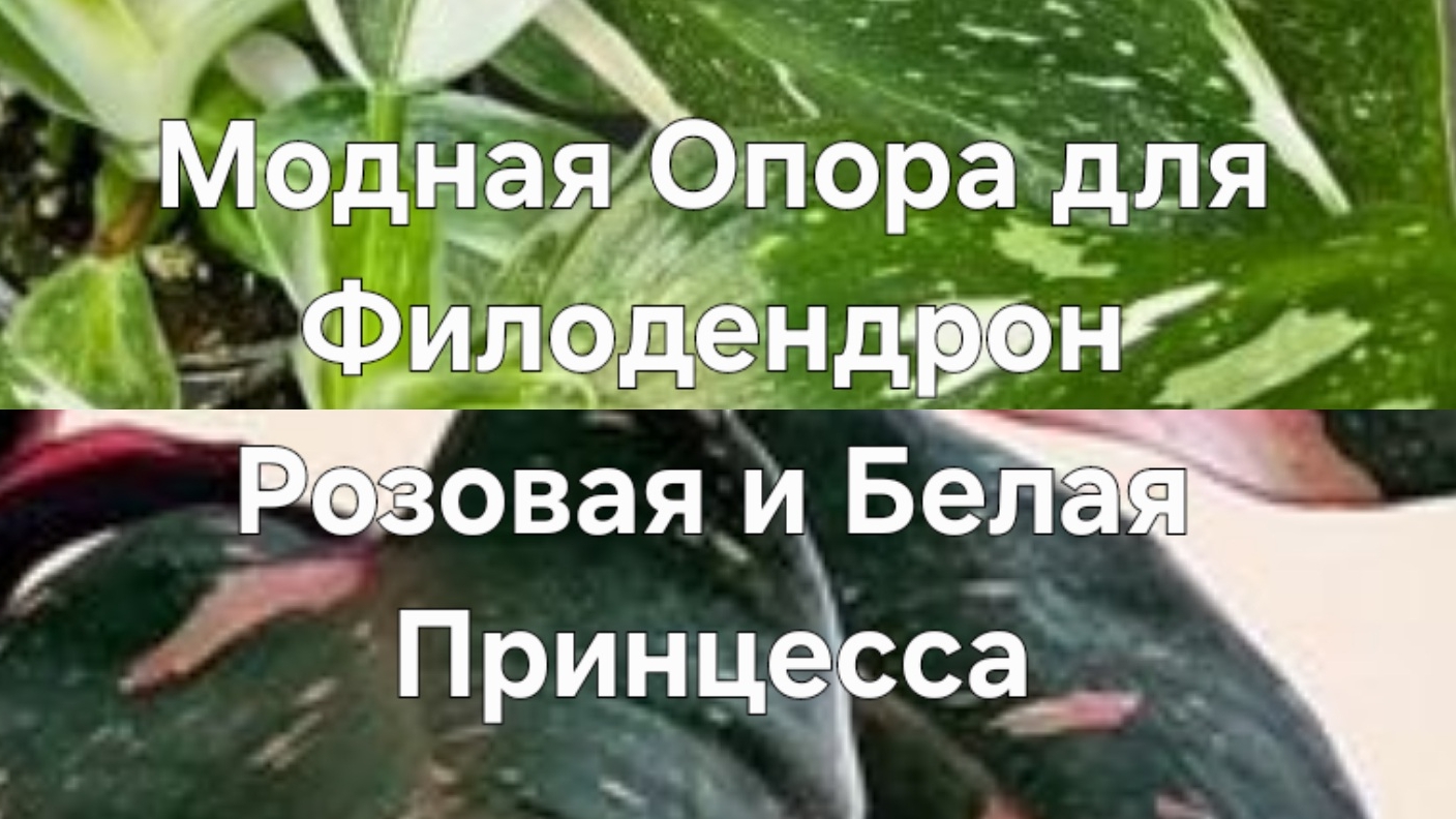 Модная Опора для Филодендрон Розовая и Белая принцесса
