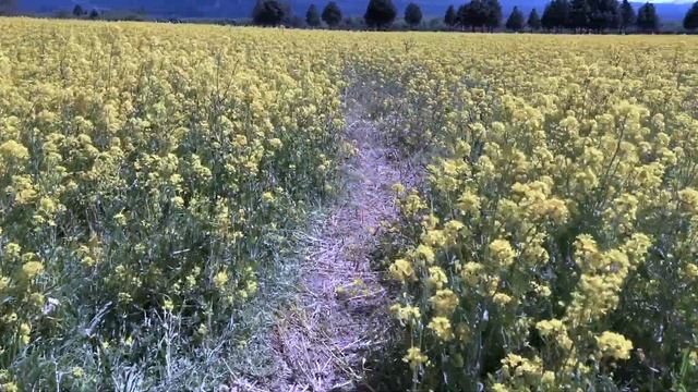 ШОК! От аргентинского гражданства НЕВОЗМОЖНО отказаться – вот почему.