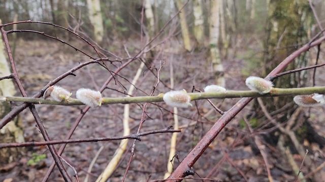 In February, the willow blossomed