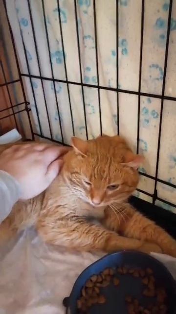 Рыжий кот ищет дом