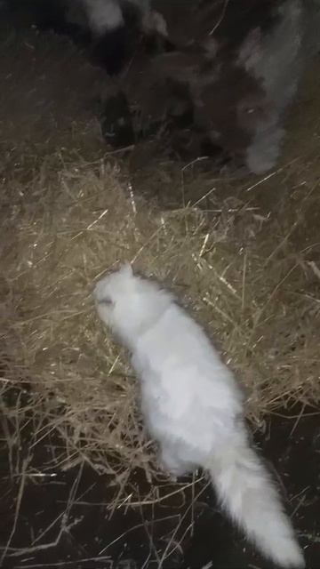 Кот-пастух