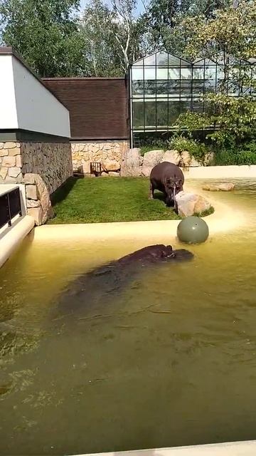 Hippo playing with a ball