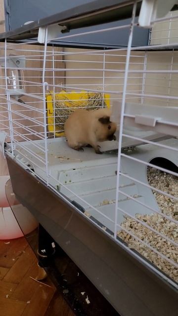 Мой мини ШАЙЛУШАЙ 😄😊 #cute #guineapig #animals #капибара #capybara #шайлушай