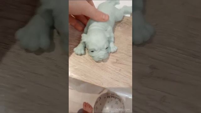 собака