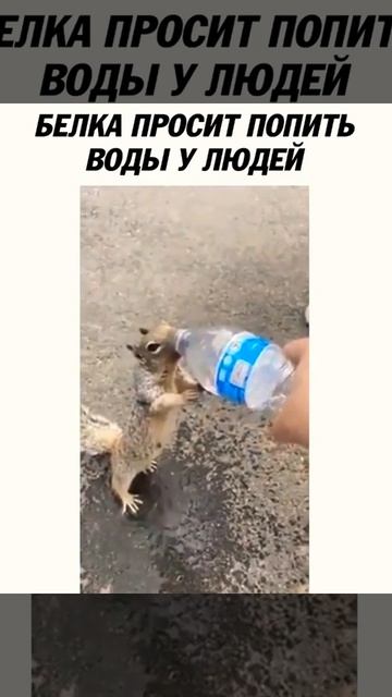Белка просит попить воды у людей 😱😱😱😱😱
