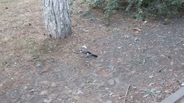 Анапская сойка никого не боится!