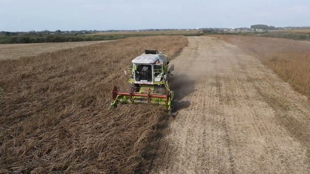 Claas Dominator 76 на жнивах сої у 2023 році в 4K (Dji mavic air 2, Ukraine)