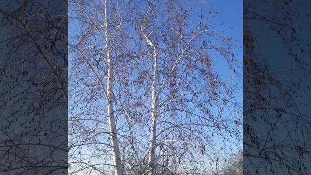 Video.Guru_20250129_132039247