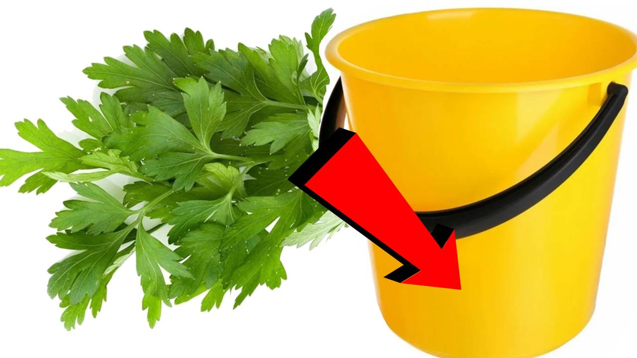 Как вырастить петрушку За 3 Секунды!