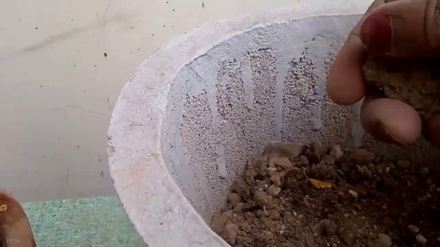 How to repot, grow & care KOCHIYA/BASSIA SCOPARIA from seeds in (Hindi and Urdu)