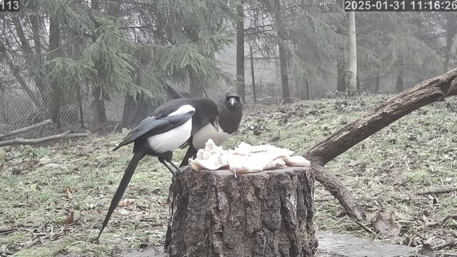 Сороки прилетели перекусить