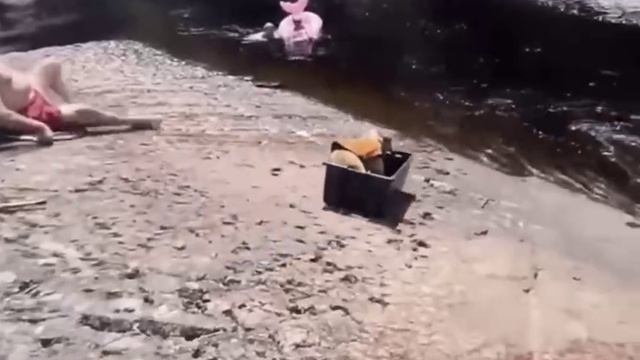 Любитель рафтинга 🛶😂 ( видео про собак )