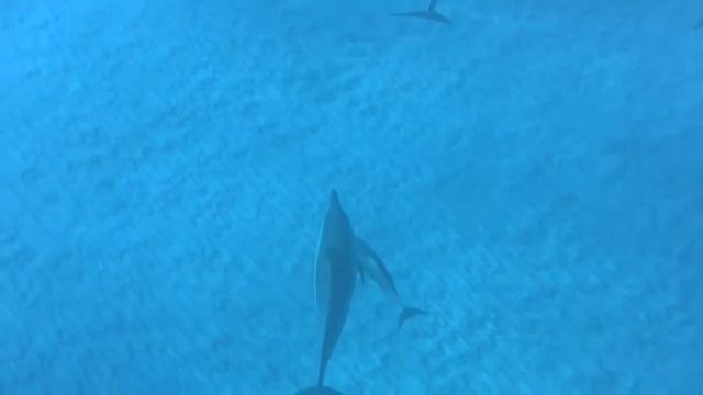 Cavorting frisky dolphin pup with pod