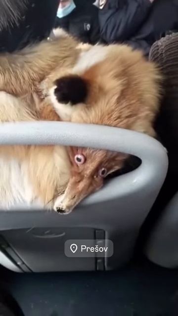 ...хоть бы не спалил...