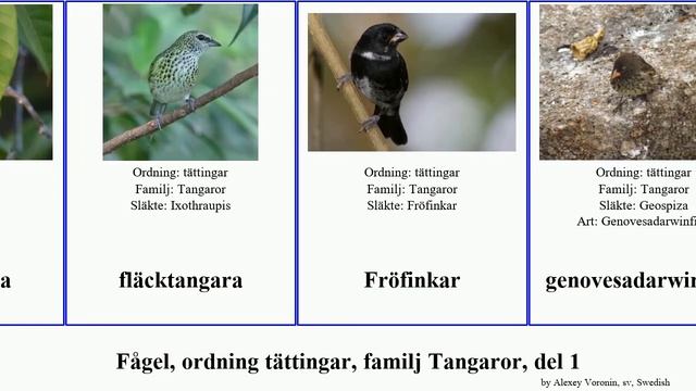 Fågel, ordning tättingar, familj Tangaror, del 1 tangara fröfink blomstickare bird brun busksparv