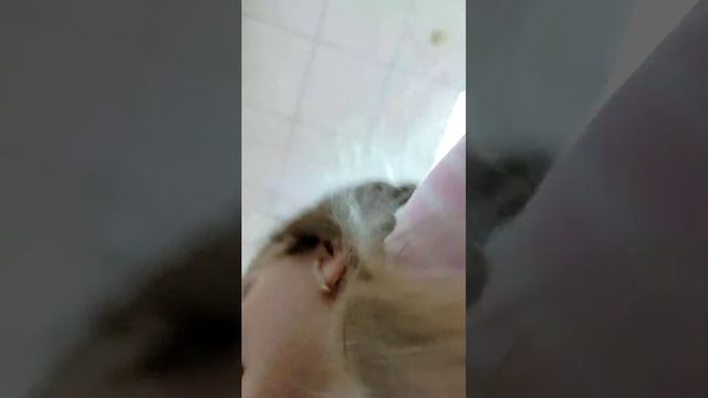 домик