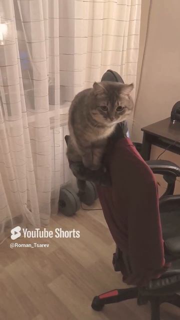 Кот вырос, а привычки те же  🤣 #shorts