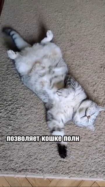 ПОЧЕМУ НЕЛЬЗЯ БУДИТЬ КОШЕК?😱😨😨😉😨😱😱