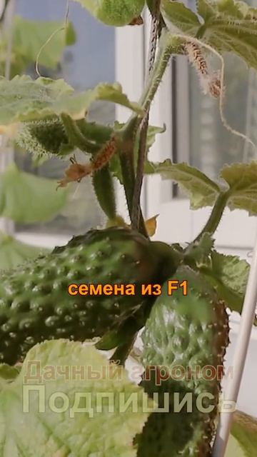 Семена НЕ БУДУТ обладать устойчивыми свойствами