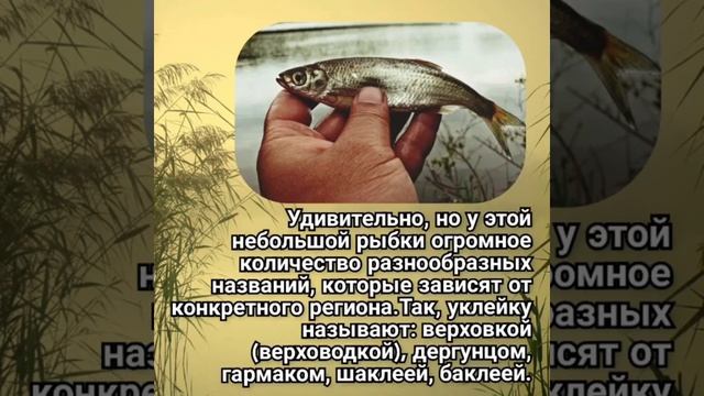 САМАЯ ВКУСНАЯ И ЖИРНАЯ РЫБКА! ЛУЧШАЯ ВОБЛА! ФАКТЫ О РЫБКЕ УКЛЕЙКА