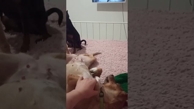 Кайфуем в отделе для собак